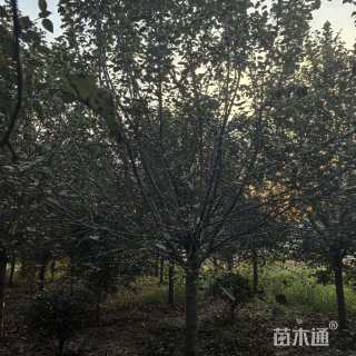 高度450厘米冬红果海棠