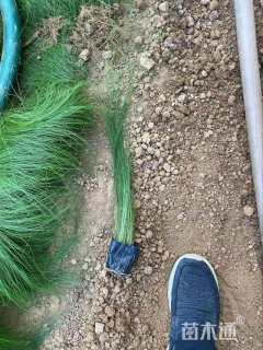 高度28厘米墨西哥羽毛草