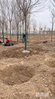 8公分金叶白蜡
