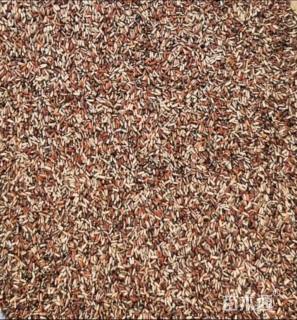 阔叶马鞭草种子