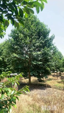 12公分乐昌含笑