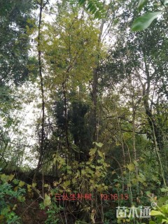50公分丛生朴树