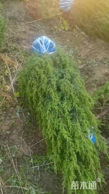 高度180厘米侧柏