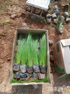 高度30厘米细茎针茅