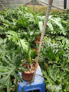 高度50厘米春羽