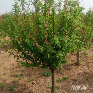 10公分榆叶梅
