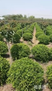 冠幅200厘米小叶黄杨球