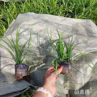 高度15厘米麦冬