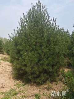 高度350厘米白皮松