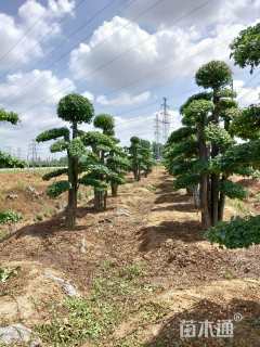 40公分造型小叶女贞