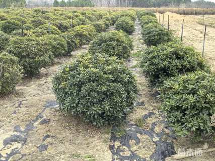 冠幅100厘米海桐球