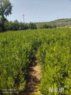 高度100厘米侧柏