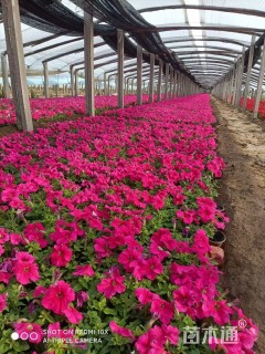 高度16厘米矮牵牛