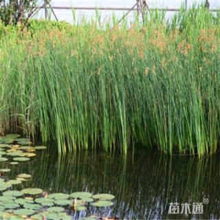 高度15厘米水葱