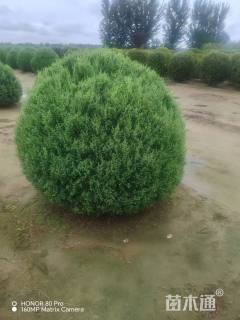冠幅100厘米桧柏球