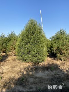 高度600厘米白皮松