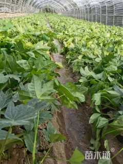 高度20厘米八角金盘小苗