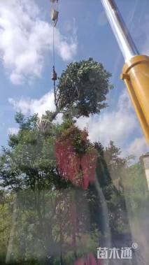 高度250厘米中华石楠