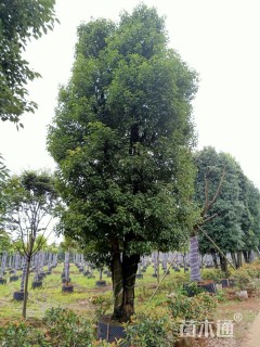 60公分(2杆)丛生香樟