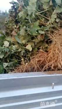 高度50厘米牡丹