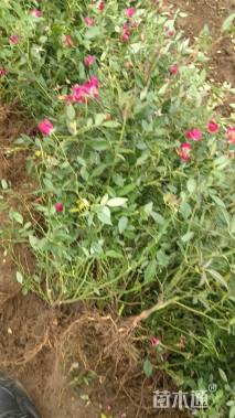 高度40厘米丰花月季