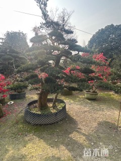 20公分罗汉松