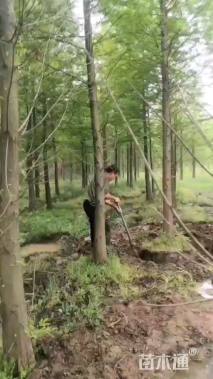 8公分水杉