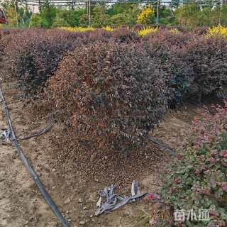 冠幅110厘米红花继木球