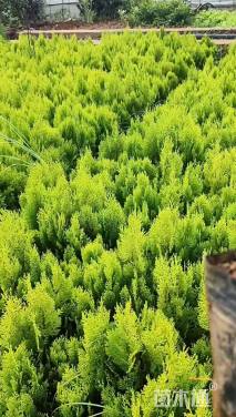 高度50厘米洒金柏