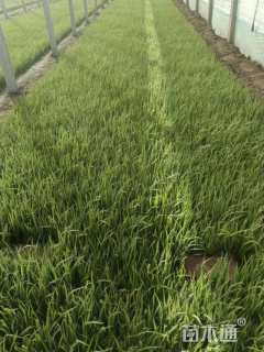 高度20厘米黄菖蒲