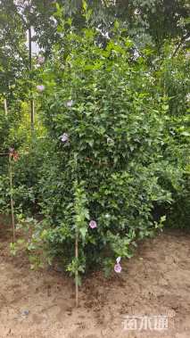 高度200厘米丛生木槿