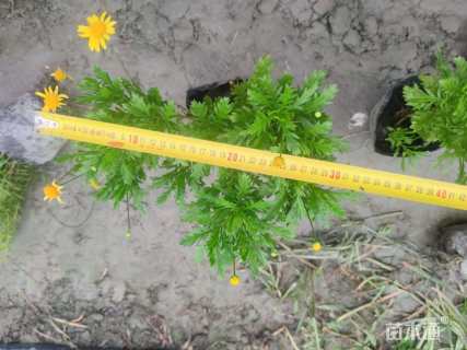 高度25厘米木春菊