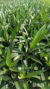 高度25厘米翠芦莉