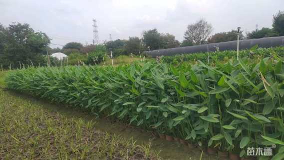 高度70厘米再力花