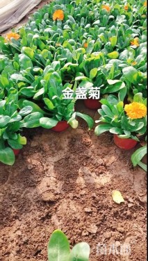 高度20厘米金盏菊