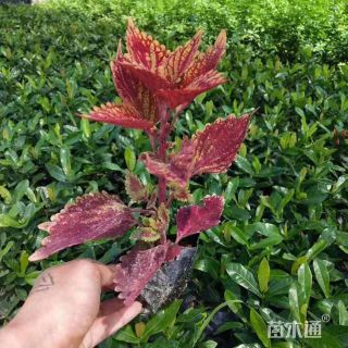 高度30厘米彩叶草