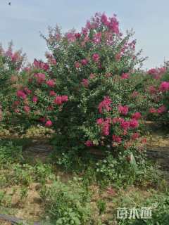 高度200厘米丛生紫薇