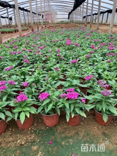 高度17厘米五星花