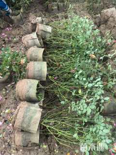 高度35厘米月季