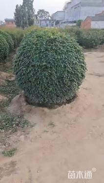 冠幅100厘米月季花球