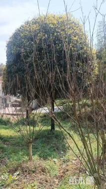 15公分桂花