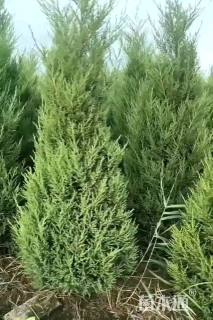 高度80厘米桧柏