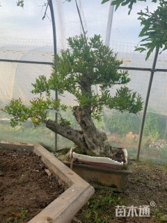 18公分造型石榴