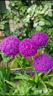 大花葱种球大花葱种子