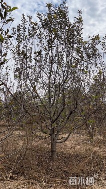 16公分八棱海棠