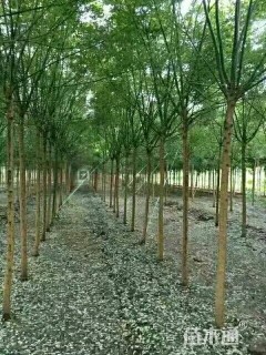 13公分速生国槐