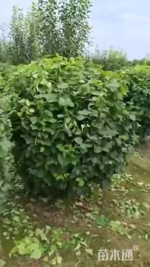 高度150厘米丁香