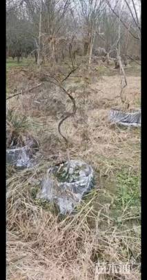 高度100厘米羽毛枫