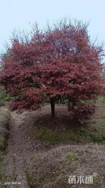 21公分中国红枫