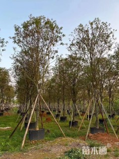 黄花多花风玲木10-12-15-18-20分大量现货供应